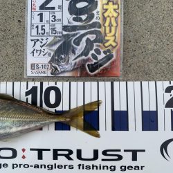 【過酷】エサなしサビキ