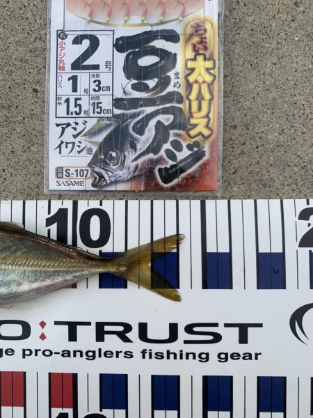 【過酷】エサなしサビキ