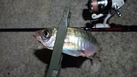 2024/08/09 南港ライトゲーム釣行…