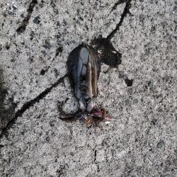 新子アオリ狩り@鹿児島