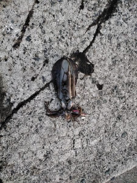 新子アオリ狩り@鹿児島