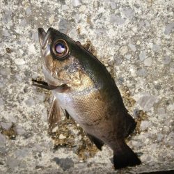 まだまだ釣れます