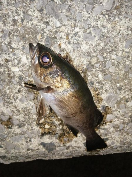 まだまだ釣れます