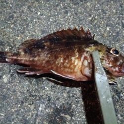 2024/08/15 ライトゲーム釣行