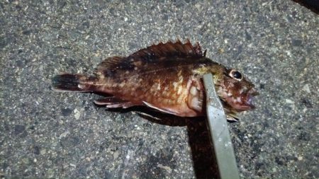 2024/08/15 ライトゲーム釣行