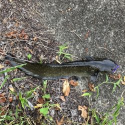 デイ見えナマズ56cm