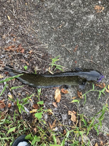 デイ見えナマズ56cm