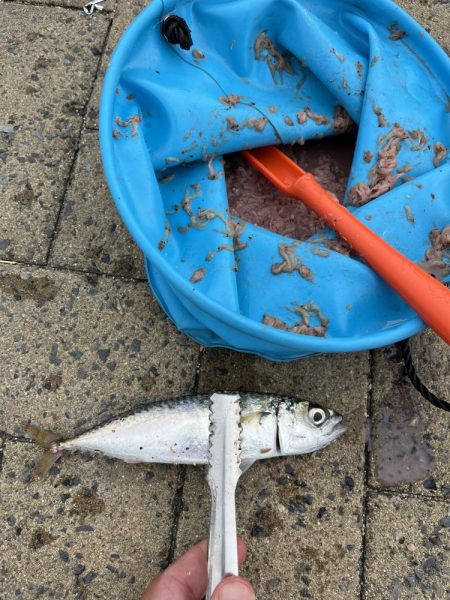 サビキ釣り・シーサイド