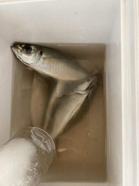 ⭐︎サイズは良き