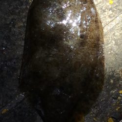 キス釣りからの太刀魚調査