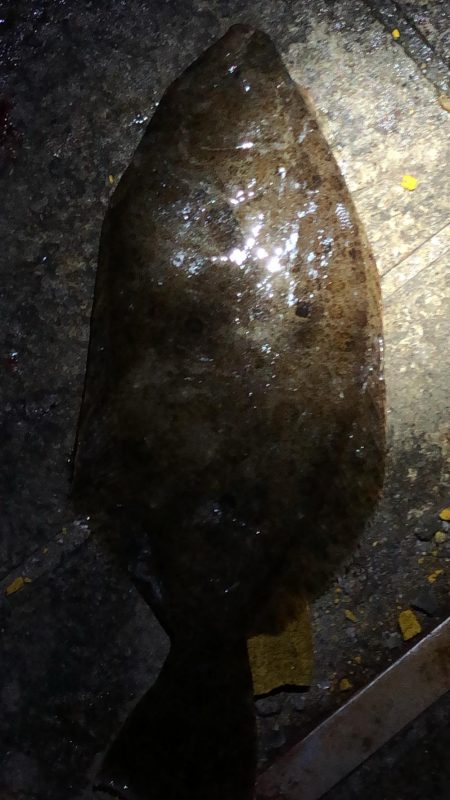 キス釣りからの太刀魚調査