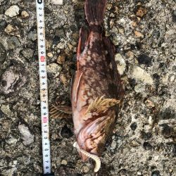 お盆帰省釣り第二弾