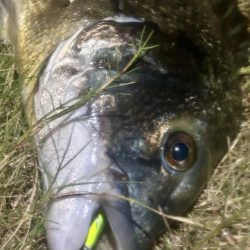 連日のヌーチ調査とフック試し