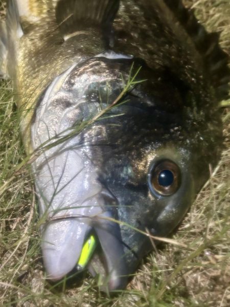 連日のヌーチ調査とフック試し