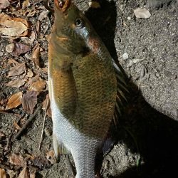 アーバンチニング④