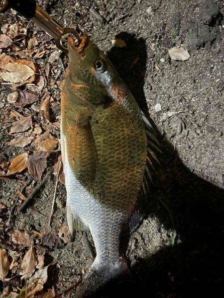 アーバンチニング④