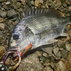地蔵盆の港湾チヌ釣り
