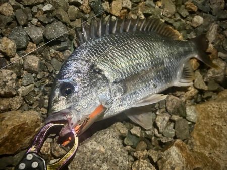 地蔵盆の港湾チヌ釣り