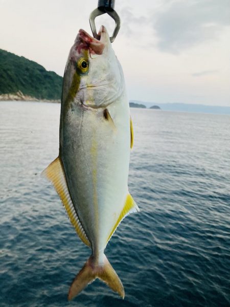 ライトショアジギング