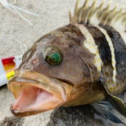 ライトショアジギング