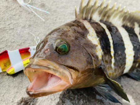 ライトショアジギング