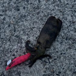 エギング新子調査