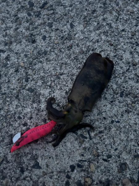 エギング新子調査