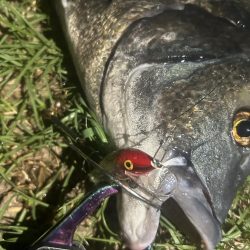 トップとテクトロで