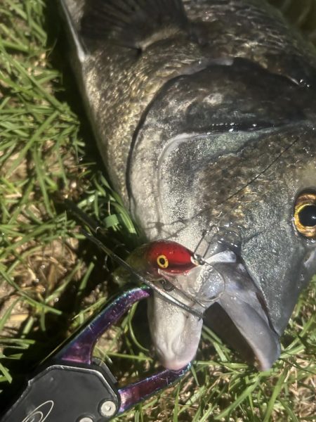 トップとテクトロで