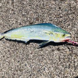 釣れてる人に倣え