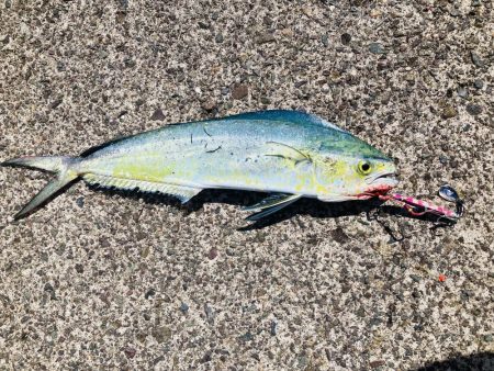 釣れてる人に倣え