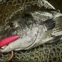 稚魚に沸くチヌ!23キャッチ!