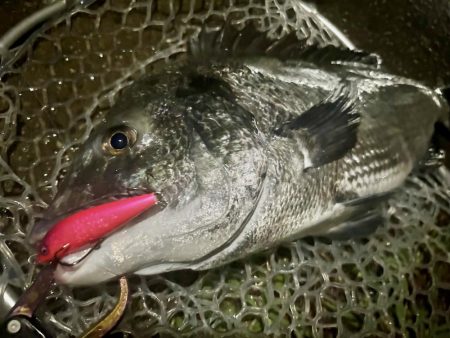 稚魚に沸くチヌ!23キャッチ!