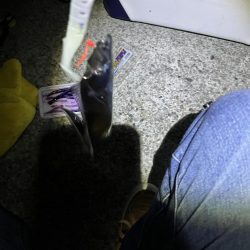 銀色のアイツら