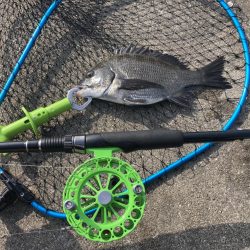 活性高かったが2枚