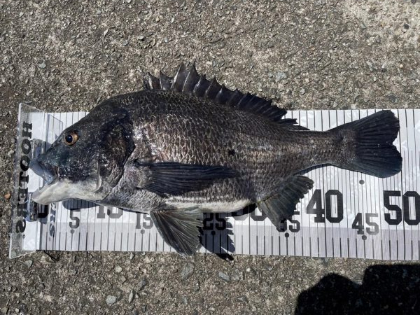 イチノ兄弟、釣果！