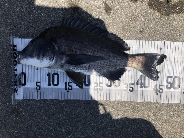 イチノ兄弟、釣果!