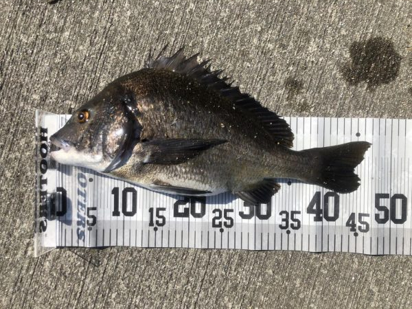 イチノ兄弟、釣果!