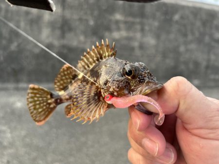 ミニオオモンだらけ