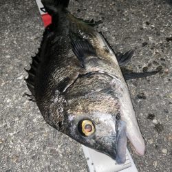 自粛明けサナギフカセ