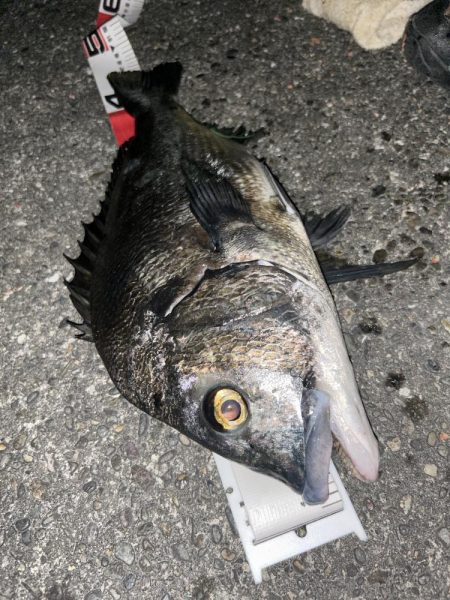 自粛明けサナギフカセ