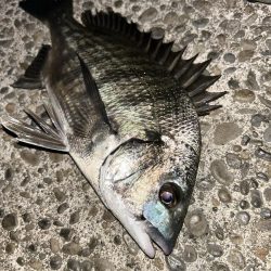 今日は青流してチヌ!