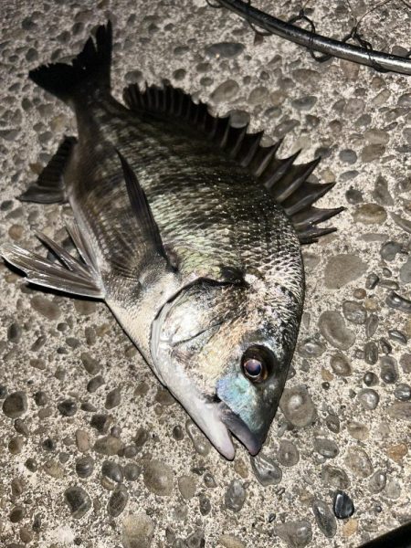 今日は青流してチヌ!