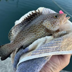 台風前にこそっとオオモン
