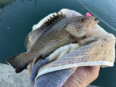 台風前にこそっとオオモン