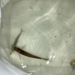 サビキで大漁！