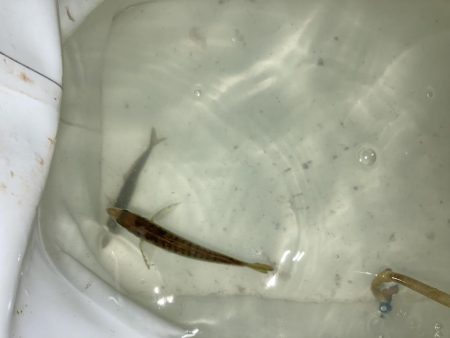 サビキで大漁！