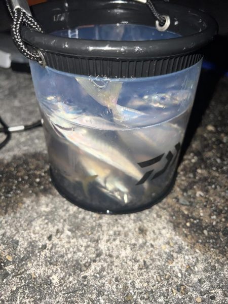 淡路島 アジング