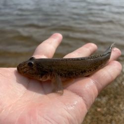 この時期にしては良型が多く、今後さらに期待できそう