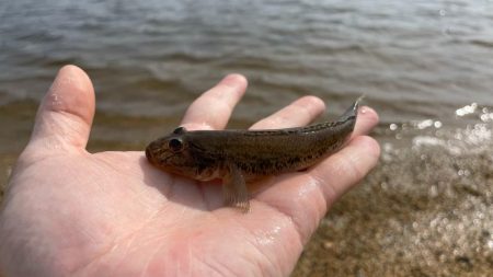 この時期にしては良型が多く、今後さらに期待できそう